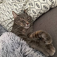 Basile participe au concours pour gagner de l'argent avec cette photo : cat, tabby, gray_cat, sleeping, sleepy, relaxed, cozy, paw, whiskers, closed_eyes, pet, animal, furry, blanket, throw_blanket, couch, indoor, home, portrait, nap