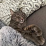 cat, tabby, gray_cat, sleeping, sleepy, relaxed, cozy, paw, whiskers, closed_eyes, pet, animal, furry, blanket, throw_blanket, couch, indoor, home, portrait, nap