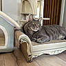 Basile participe au concours pour gagner de l'argent avec cette photo : cat, tabby_cat, gray_cat, pet, feline, animal, lying_down, lounging, green_eyes, whiskers, striped_fur, indoors, living_room, cat_furniture, scratching_post, cat_tree, pet_bed, ornate_chair, wooden_floor, portrait