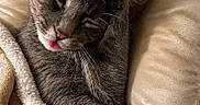 Basile a rejoint le concours — aidez-le/la à gagner de superbes lots ! cat, gray_cat, pet, animal, feline, whiskers, green_eyes, pink_nose, tongue, paw, lying_down, sleepy, relaxed, blanket, couch, pillow, indoor, cozy, close_up, portrait