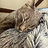 cat, sleeping, gray_cat, furry, whiskers, ears, nose, closed_eyes, pet, animal, blanket, fluffy, cozy, indoors, home, relaxed, close_up, portrait, soft_texture, nap