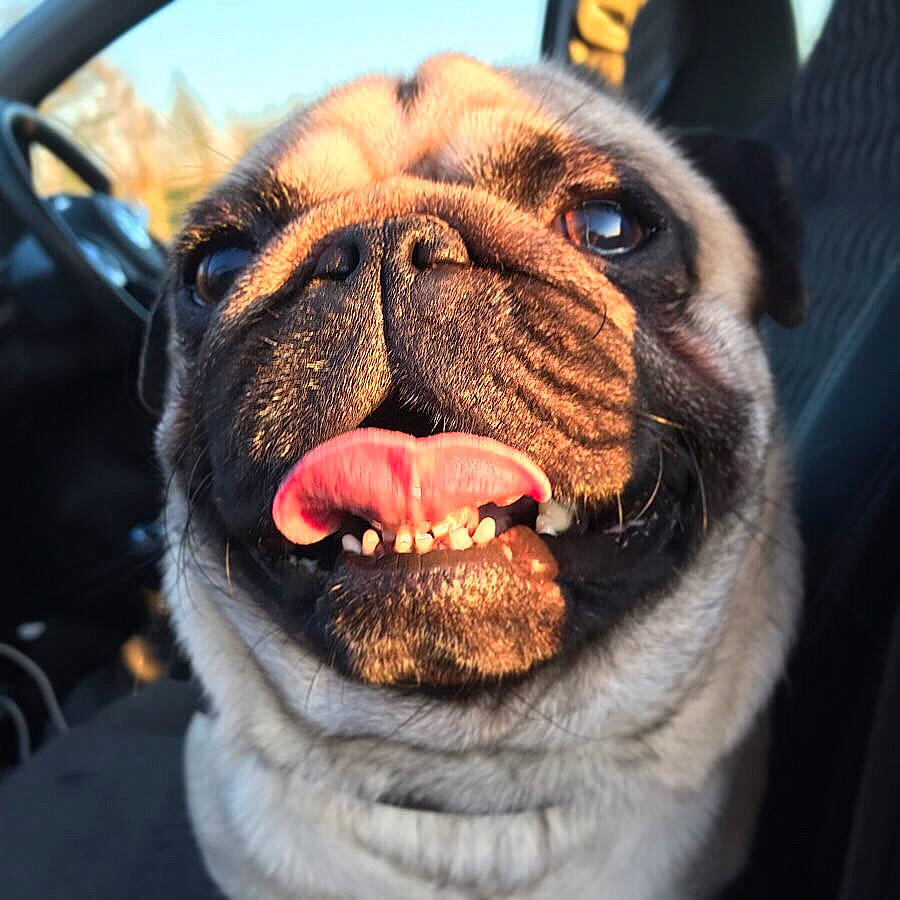 Rupert joined the competition — help win amazing prizes! ancient_dog_breeds, canidae, carnivore, companion_dog, dog, dog_breed, eye, fawn, mouth, nose, organ, photography, pug, skin, sky, snout, sporting_group, tongue, tooth, wrinkle
