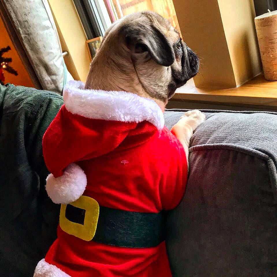 Rupert is registered to the contest to win money with this photo: canidae, carnivore, comfort, companion_dog, cool, dog, dog_breed, dog_clothes, fawn, fictional_character, fur, linens, outerwear, pug, puggle, puppy, puppy_love, red, textile, toy_dog