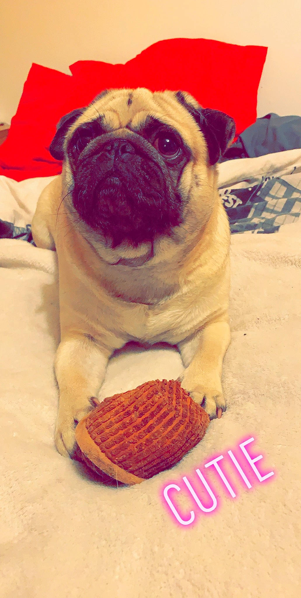 Rupert is registered to the contest to win money with this photo: ancient_dog_breeds, british_bulldogs, canidae, carnivore, companion_dog, dog, dog_breed, fawn, mammal, old_english_bulldog, pug, puppy_love, snout, toy_dog