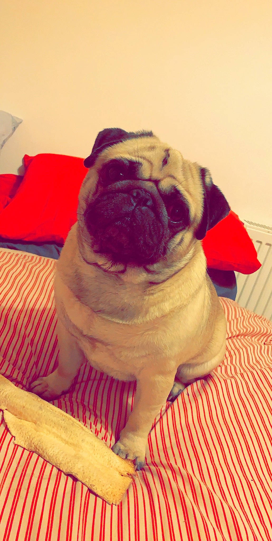 Rupert joined the competition — help win amazing prizes! canidae, carnivore, companion_dog, dog, dog_breed, fawn, magenta, mammal, non_sporting_group, pug, snout, toy_dog, wrinkle