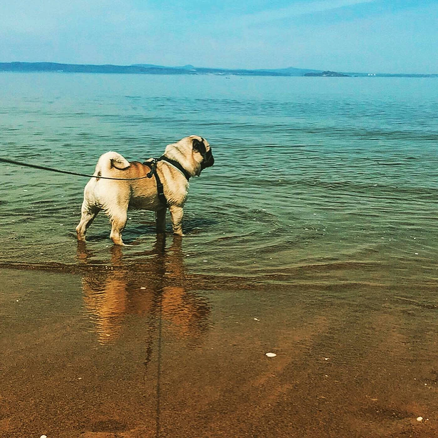 Rupert joined the competition — help win amazing prizes! beach, canidae, carnivore, dog, dog_breed, dog_walking, fawn, ocean, pug, sea, sky, sporting_group