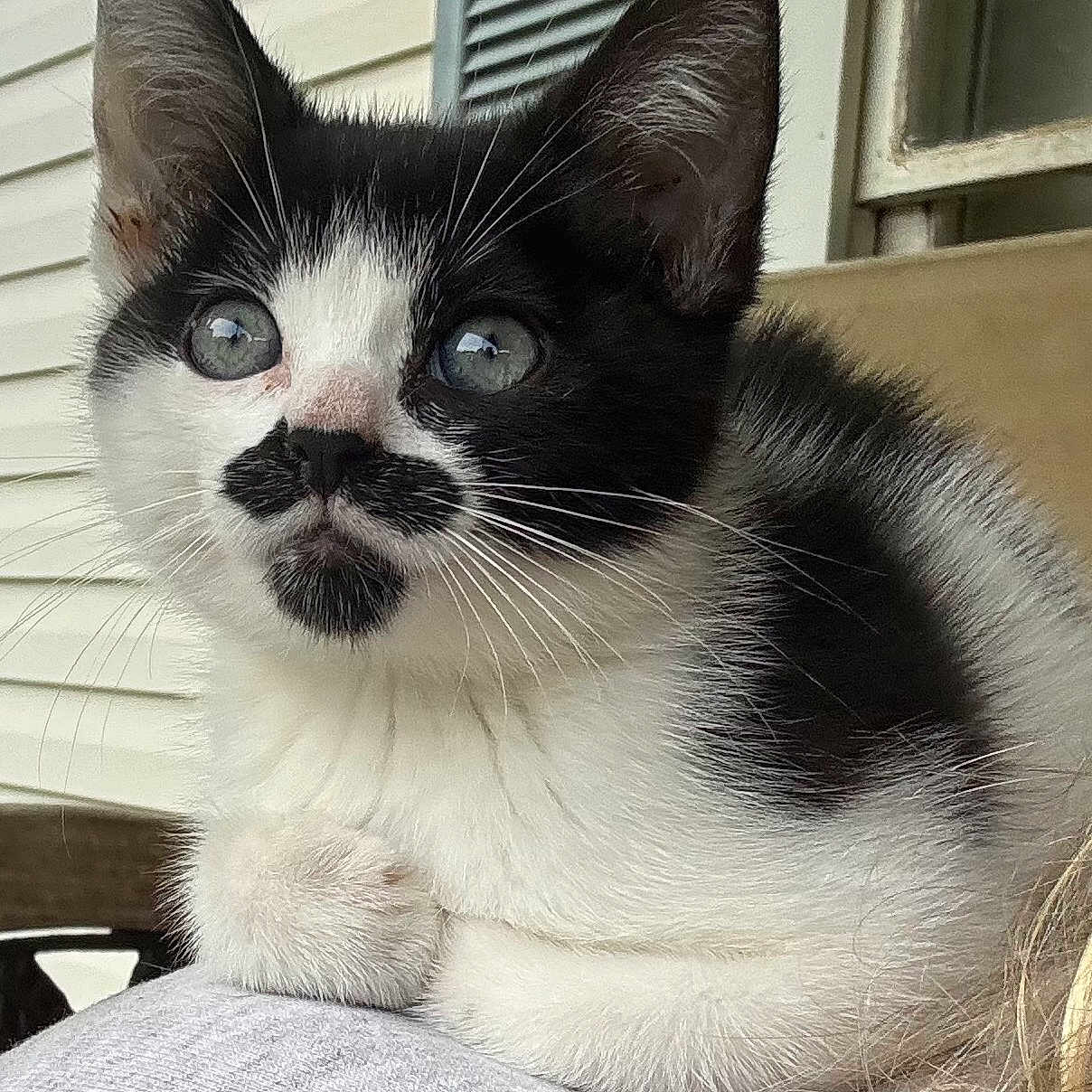 Mud Puddles is registered to the contest to win money with this photo: animal, black_and_white, cat, close_up, curious, cute, domestic, ears, face_markings, feline, fur, indoor, kitten, mustache_marking, pet, portrait, resting, whiskers, wide_eyes, young