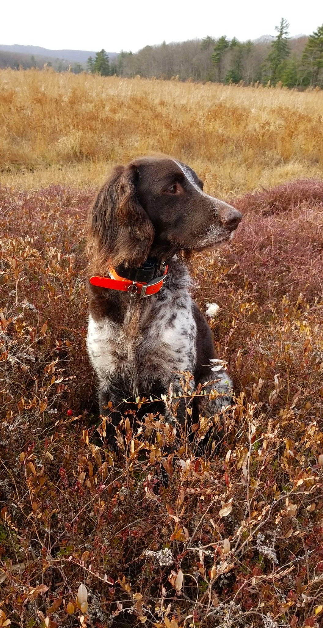 Turbo is registered to the contest to win money with this photo: canidae, carnivore, collar, companion_dog, dog, dog_breed, dog_collar, grass, gun_dog, hunting_dog, liver, old_danish_pointer, plant, pointing_breed, retriever, snout, soil, spaniel, sporting_group, working_animal