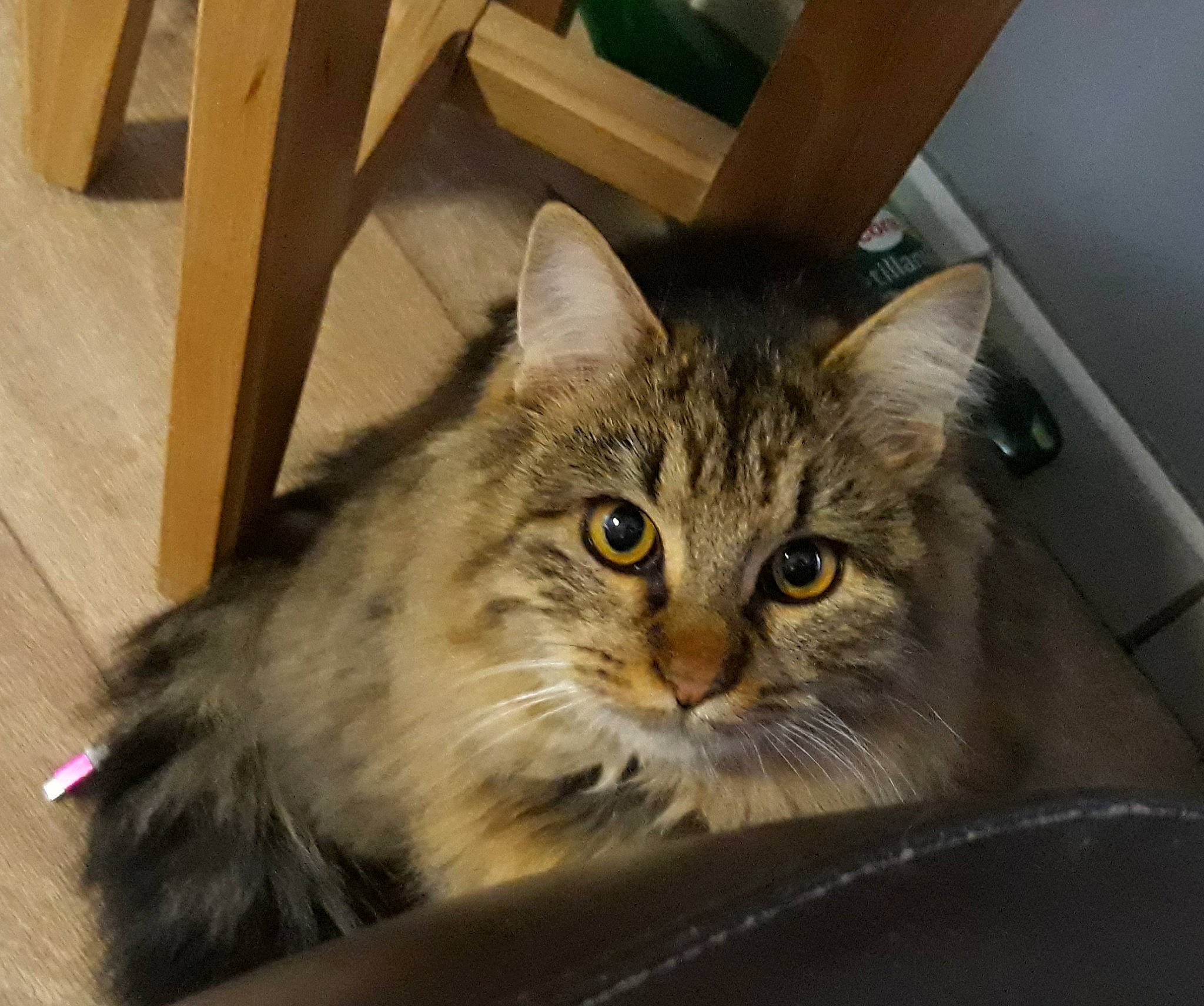 Skitty participe au concours pour gagner de l'argent avec cette photo : asian_semi_longhair, british_semi_longhair, carnivore, cat, domestic_long_haired_cat, domestic_short_haired_cat, european_shorthair, eye, felidae, kitten, maine_coon, mammal, norwegian_forest_cat, pixie_bob, ragamuffin, siberian, small_to_medium_sized_cats, tabby_cat, vertebrate, whiskers