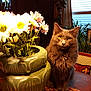 cat, close_up, cozy, curtain, daisy, decor, domestic_animal, flower, fluffy, furniture, gray_cat, home, indoor, pet, plant, still_life, table, vase, window, yellow_eyes