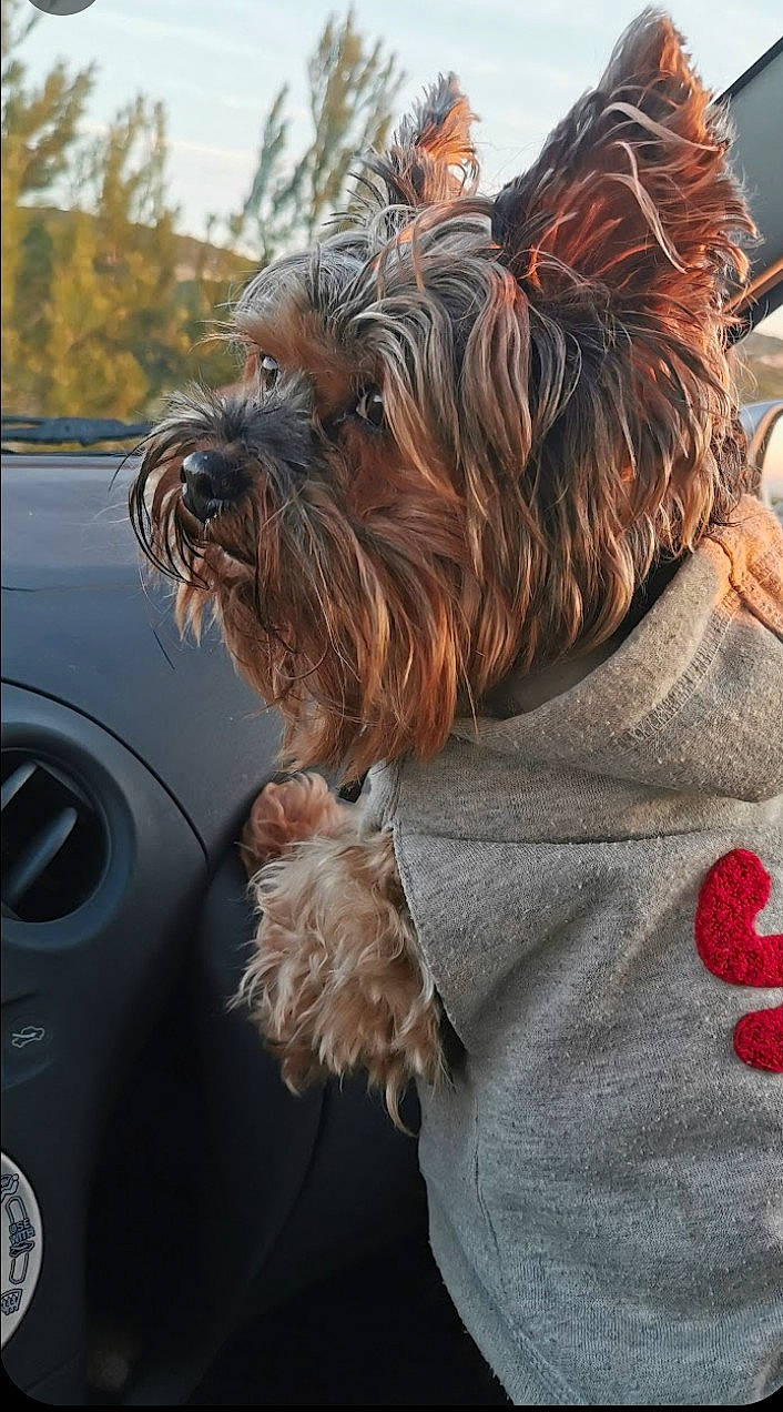 Pepette participe au concours pour gagner de l'argent avec cette photo : automotive_mirror, canidae, carnivore, collar, companion_dog, dog, dog_breed, dog_collar, dog_supply, family_car, fur, liver, snout, sporting_group, terrier, toy_dog, vehicle_door, vertebrate, windshield, working_animal