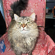 Ziggy Rae is registered to the contest to win money with this photo: animal, box, cat, closeup, curious, cute, domestic_cat, feline, floral_pattern, fluffy, fur, green_eyes, indoor, pet, pink, portrait, suitcase, tabby, vintage, whiskers