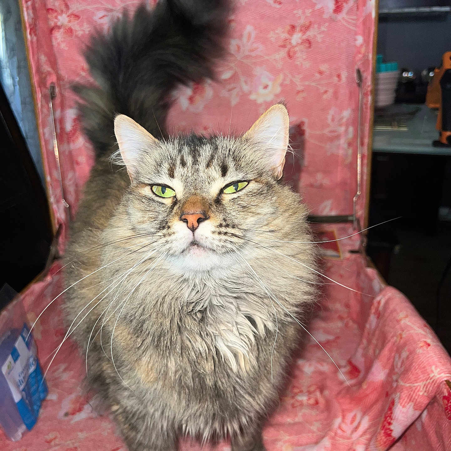 Ziggy Rae is registered to the contest to win money with this photo: animal, box, cat, closeup, curious, cute, domestic_cat, feline, floral_pattern, fluffy, fur, green_eyes, indoor, pet, pink, portrait, suitcase, tabby, vintage, whiskers