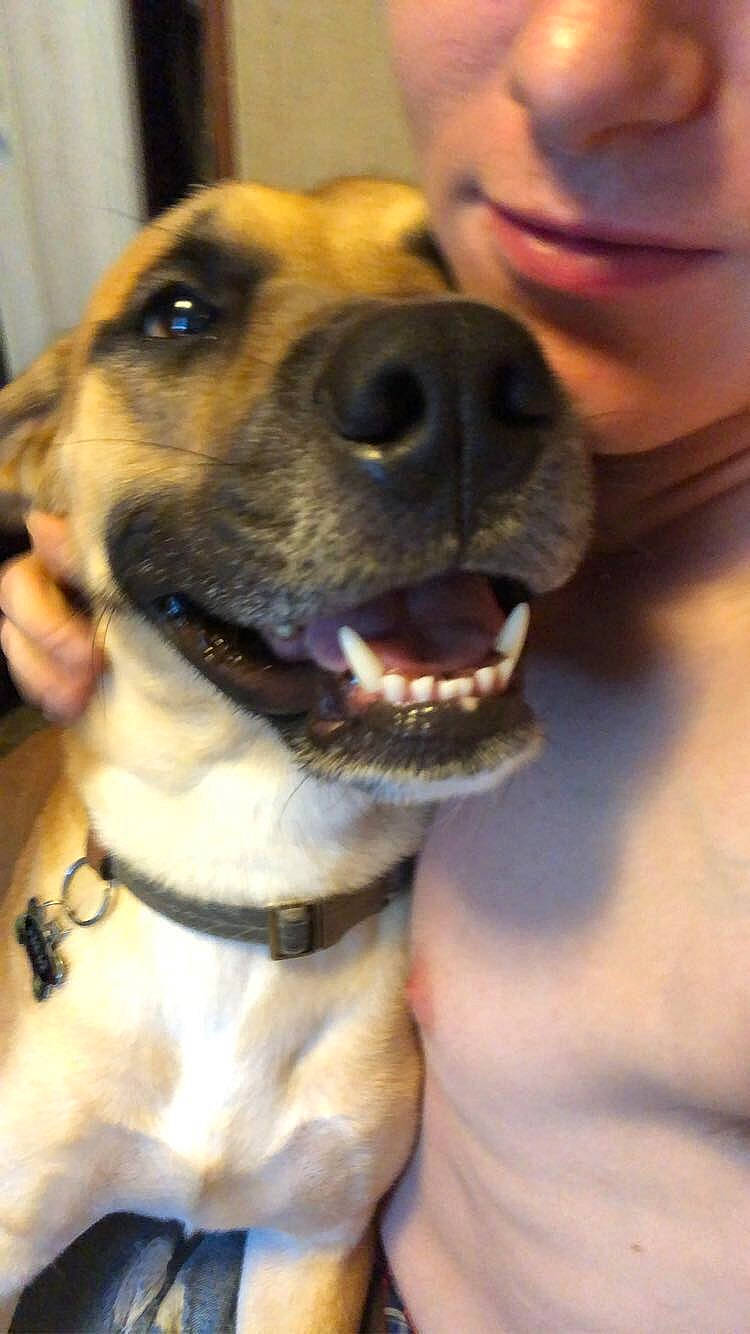 Rebel joined the competition — help win amazing prizes! carnivore, collar, companion_dog, dog, dog_breed, dog_collar, ear, fawn, fur, gesture, happy, jaw, leash, nose, pet_supply, selfie, smile, snout, whiskers, working_animal