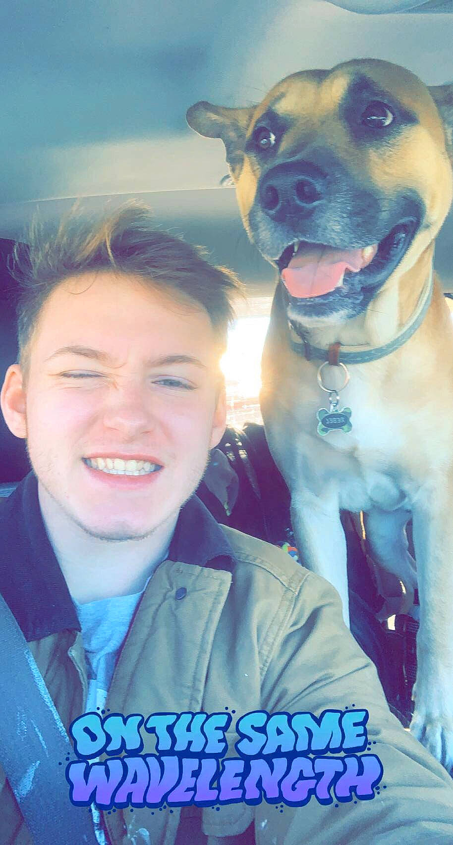 Rebel is registered to the contest to win money with this photo: blue, carnivore, collar, companion_dog, dog, dog_breed, dog_collar, electric_blue, fawn, flash_photography, fun, gesture, happy, jaw, leash, smile, snout, sporting_group, whiskers, working_animal