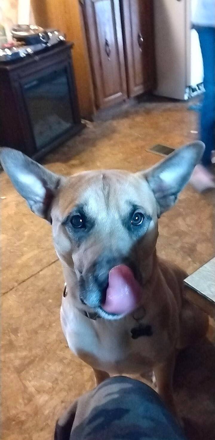 Rebel joined the competition — help win amazing prizes! cabinetry, canidae, carnivore, collar, companion_dog, dog, dog_breed, dog_collar, drawer, ear, fawn, flooring, fur, hardwood, jaw, snout, sporting_group, whiskers, wood, working_animal