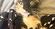 Mocha is registered to the contest to win money with this photo: kitten, calico, cat, pet, animal, feline, whiskers, ears, eyes, fur, paw, fabric, pattern, black, white, orange, cute, cozy, indoor, portrait
