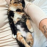 cat, kitten, calico, sleeping, resting, lap, person, arm, tattoo, sweater, ribbed, white_bed, comfort, cozy, feline, pet, indoor, cute, relaxed, multicolor