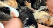 Mocha joined the competition — help win amazing prizes! animal, blurred_background, calico, cat, close_up, cozy, cuddle, cute, feline, fur, indoor, kitten, paw, person, pet, pink_paw, resting, skin, soft, whiskers