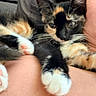 Mocha joined the competition — help win amazing prizes! kitten, calico, cat, paw, pink_paw, fur, whiskers, close_up, person, skin, cuddle, cozy, indoor, pet, animal, cute, feline, resting, soft, blurred_background