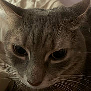 Bart Gallagher is registered to the contest to win money with this photo: cat, close_up, fur, whiskers, ears, eyes, indoor, blanket, cozy, pet, animal, feline, soft, resting, domestic, cute, sleepy, face, portrait, relaxed