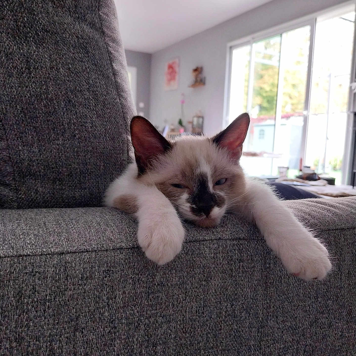 Rajah a rejoint le concours — aidez-le/la à gagner de superbes lots ! animal, architecture, armchair, building, canine, cat, chair, couch, cushion, dog, furniture, homedecor, indoors, interiordesign, kitten, livingroom, manx, pet, room, siamese