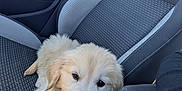 Astro participe au concours pour gagner de l'argent avec cette photo : adorable, animal, car_interior, car_seat, cross_polo, cute, dog, fluffy, front_seat, furry, golden_retriever, indoor, pet, puppy, relaxing, resting, seatbelt, transport, vehicle, young_dog