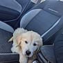 adorable, animal, car_interior, car_seat, cross_polo, cute, dog, fluffy, front_seat, furry, golden_retriever, indoor, pet, puppy, relaxing, resting, seatbelt, transport, vehicle, young_dog