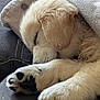 dog, puppy, sleeping, golden_retriever, fur, paw, blanket, couch, cozy, close_up, pet, animal, indoors, resting, cute, soft, relaxing, domestic_animal, mammal, companion
