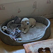 Astro a rejoint le concours — aidez-le/la à gagner de superbes lots ! blanket, candle, cozy, decor, dog, dog_bed, golden_retriever, halloween, indoor, magazine, pet, pumpkin, puppy, skull, soccer_ball, sunglasses, table, toy, windowsill, wooden_floor