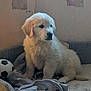 puppy, dog, golden_retriever, indoor, couch, blanket, toy, soccer_ball, pet, fur, cute, young, animal, sitting, cozy, home, soft_light, wall, looking_away, companion