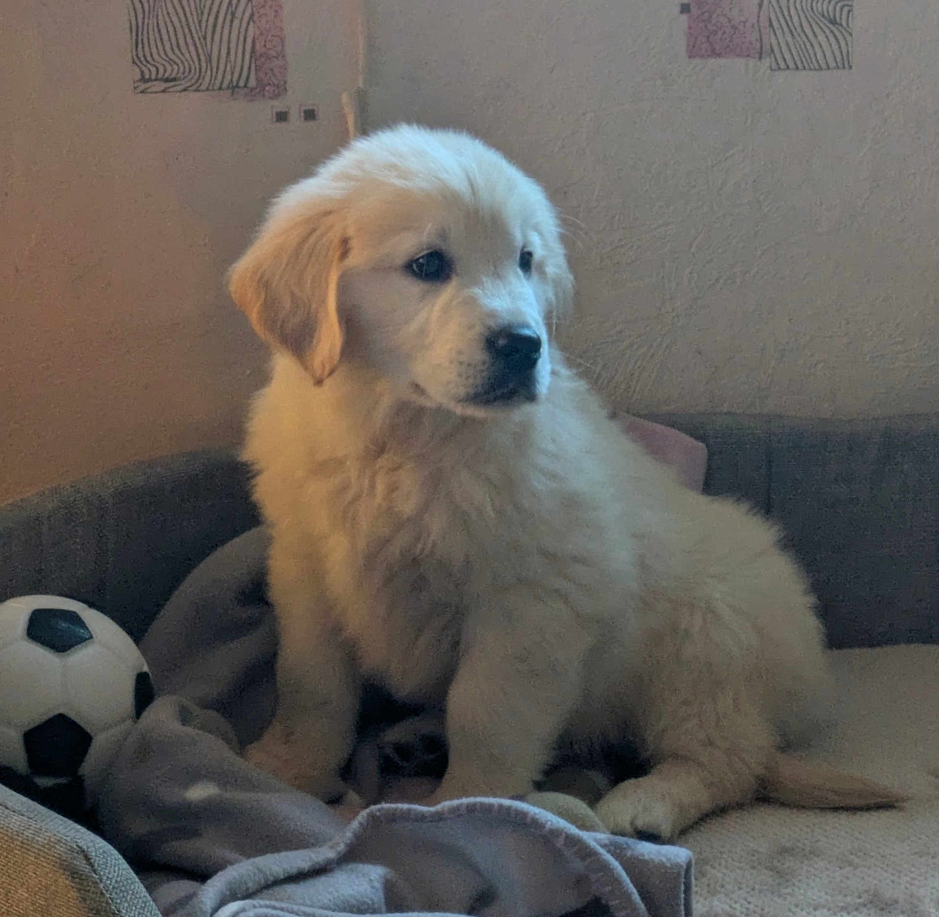 Astro