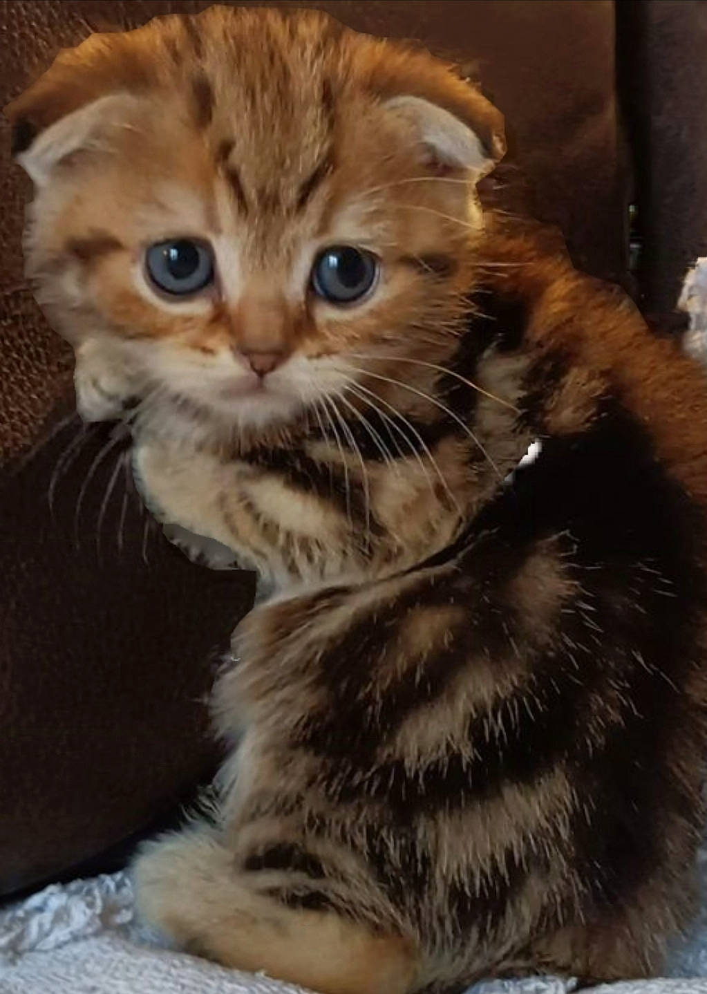 Timy a rejoint le concours — aidez-le/la à gagner de superbes lots ! carnivore, cat, claw, comfort, domestic_short_haired_cat, fawn, felidae, fur, iris, paw, small_to_medium_sized_cats, snout, tail, terrestrial_animal, whiskers