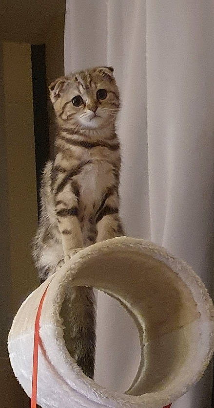 Timy a rejoint le concours — aidez-le/la à gagner de superbes lots ! art, carmine, carnivore, cat, cat_supply, claw, domestic_short_haired_cat, door, fawn, felidae, foot, fur, paw, pet_supply, sitting, small_to_medium_sized_cats, snout, tail, terrestrial_animal, whiskers