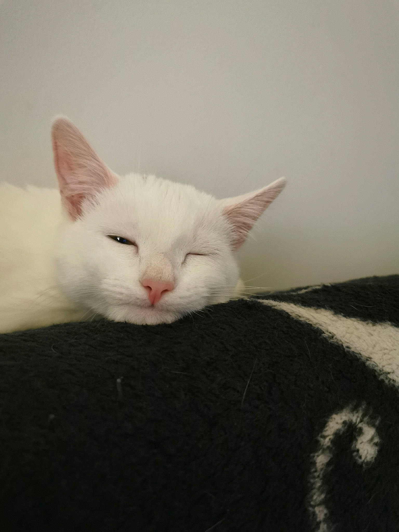 Perla is registered to the contest to win money with this photo: carnivore, cat, comfort, domestic_short_haired_cat, ear, felidae, fur, paw, small_to_medium_sized_cats, tail, whiskers