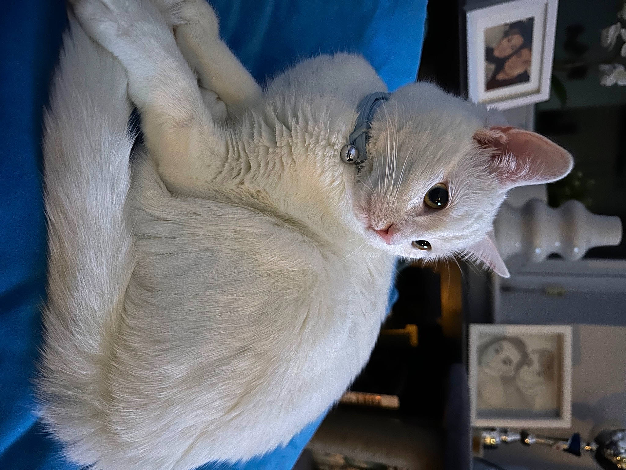 Perla joined the competition — help win amazing prizes! blue, carnivore, cat, claw, cockatoo, comfort, computer_keyboard, domestic_short_haired_cat, fawn, felidae, fur, paw, picture_frame, small_to_medium_sized_cats, snout, tail, terrestrial_animal, whiskers