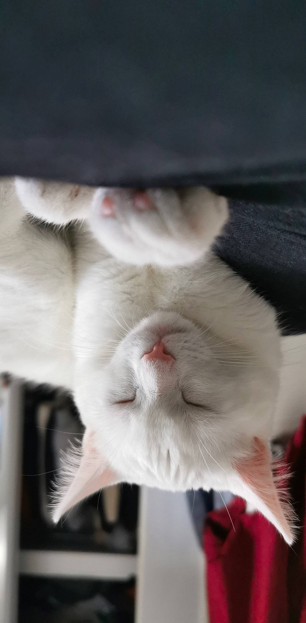 Perla is registered to the contest to win money with this photo: carnivore, cat, claw, domestic_short_haired_cat, ear, eye, fawn, felidae, fur, leg, nap, paw, petal, plant, rabbit, rabbits_and_hares, small_to_medium_sized_cats, snout, tail, whiskers