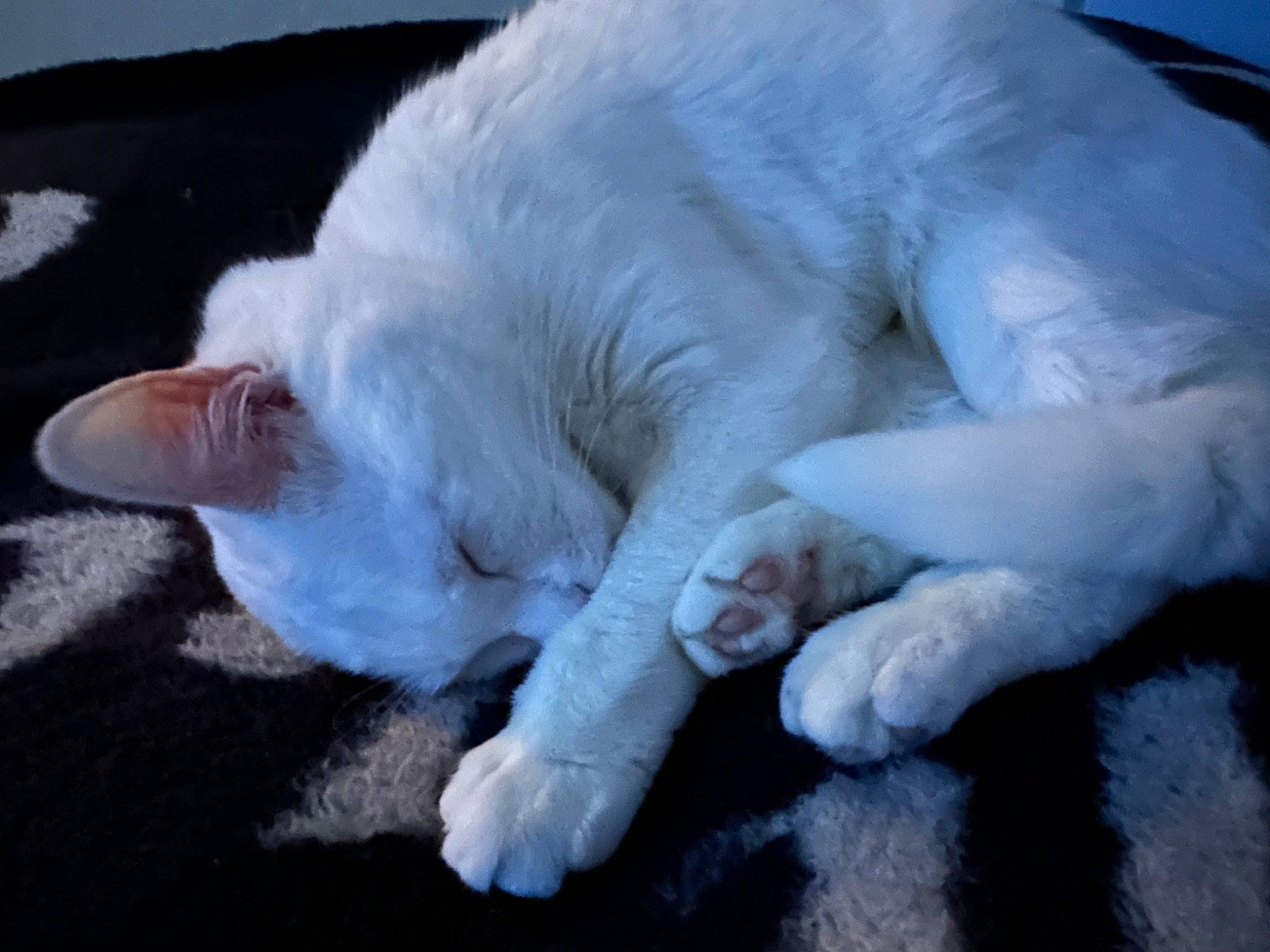 Perla is registered to the contest to win money with this photo: canidae, carnivore, cat, claw, comfort, companion_dog, dog_breed, felidae, foot, fur, gesture, nap, paw, sleep, small_to_medium_sized_cats, snout, sporting_group, tail, terrestrial_animal, whiskers