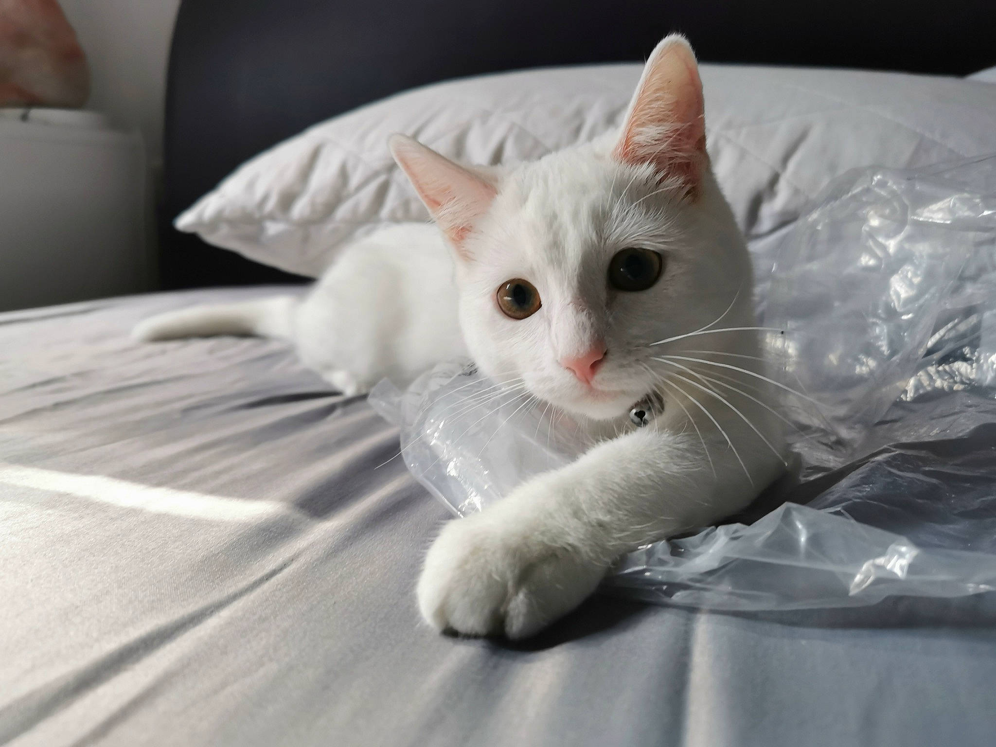 Perla joined the competition — help win amazing prizes! carnivore, cat, claw, comfort, domestic_short_haired_cat, felidae, fur, hardwood, paw, small_to_medium_sized_cats, snout, tail, whiskers