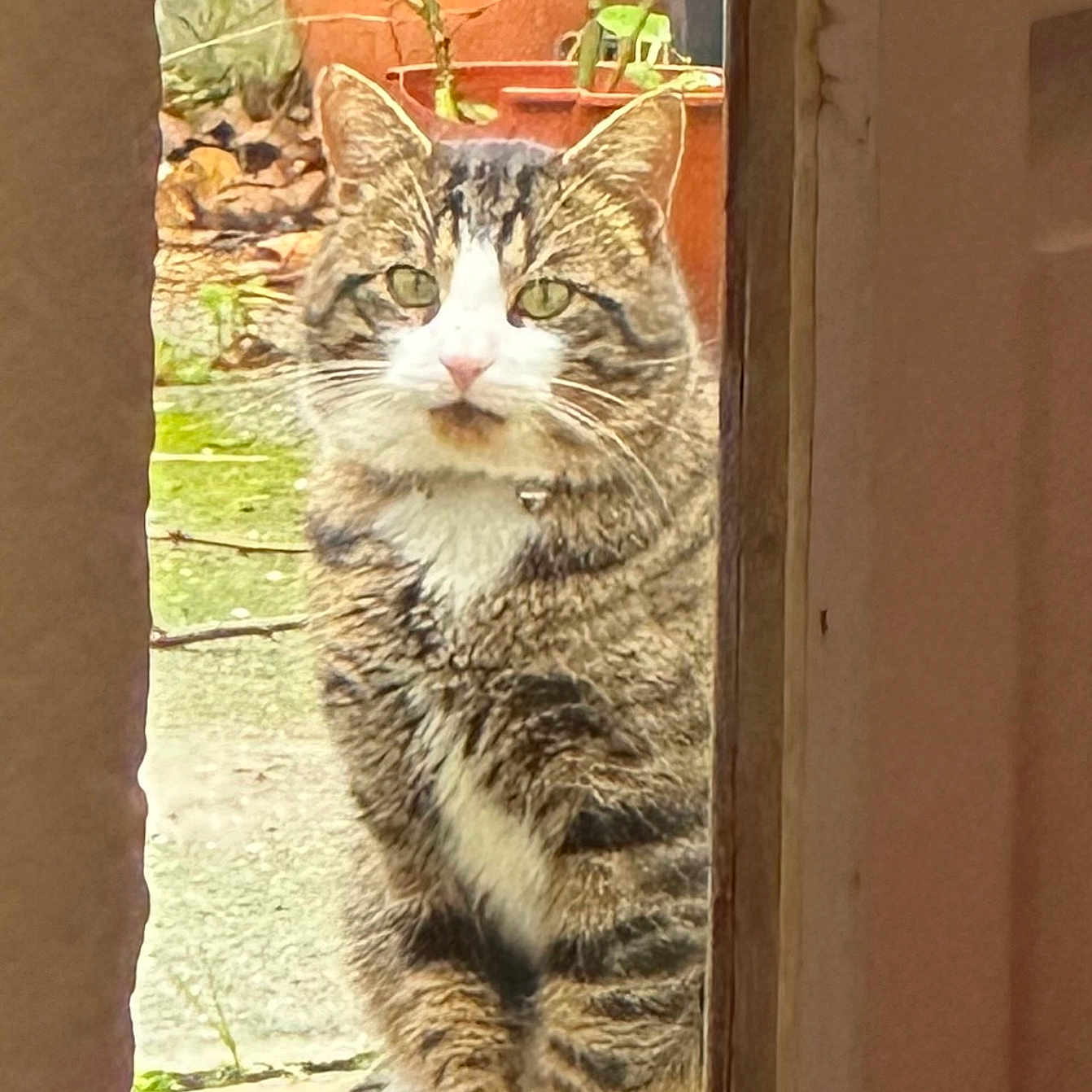 Max participe au concours pour gagner de l'argent avec cette photo : animal, cat, close_up, curious, daylight, domestic_cat, door_frame, feline, fur, garden, green_eyes, looking, nature, outdoor, pet, potted_plants, sitting, tabby_cat, whiskers, white_paws