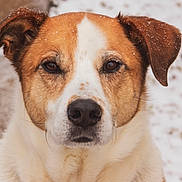 Lil Boy is registered to the contest to win money with this photo: ancient_dog_breeds, austrian_pinscher, canidae, carnivore, companion_dog, danish_swedish_farmdog, dog, dog_breed, feist, irishjacks, jack_russell_terrier, mammal, potcake_dog, rare_breed_dog, russell_terrier, snout, sporting_group, street_dog, vertebrate, whiskers