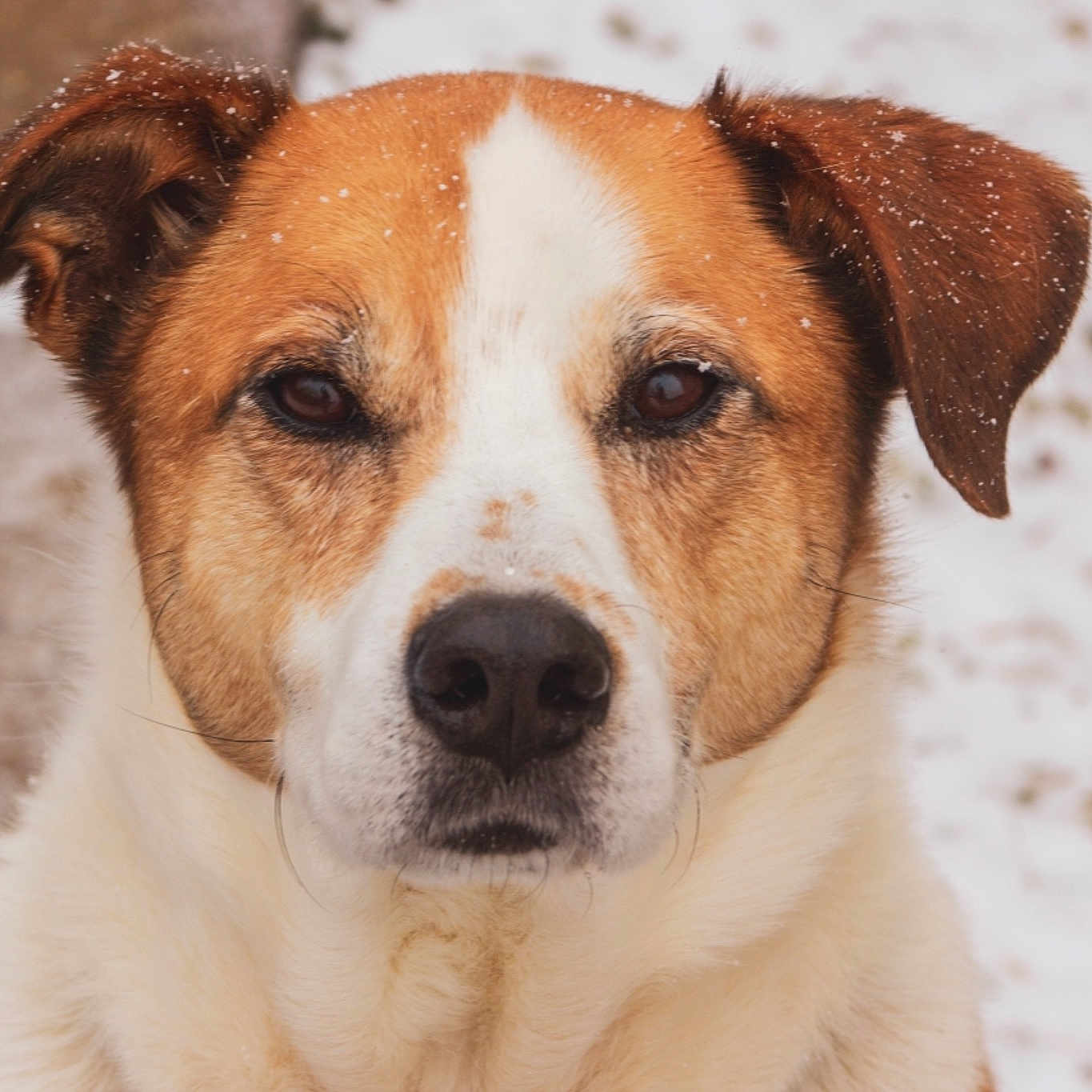 Lil Boy is registered to the contest to win money with this photo: ancient_dog_breeds, austrian_pinscher, canidae, carnivore, companion_dog, danish_swedish_farmdog, dog, dog_breed, feist, irishjacks, jack_russell_terrier, mammal, potcake_dog, rare_breed_dog, russell_terrier, snout, sporting_group, street_dog, vertebrate, whiskers