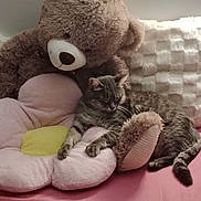 Pacha participe au concours pour gagner de l'argent avec cette photo : cat, tabby_cat, stuffed_animal, teddy_bear, plush_toy, flower_cushion, bed, pink_bedspread, relaxed, sleepy, indoor, cozy, soft_texture, furniture, home_decor, cushion, pet, animal, resting, cute