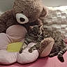 cat, tabby_cat, stuffed_animal, teddy_bear, plush_toy, flower_cushion, bed, pink_bedspread, relaxed, sleepy, indoor, cozy, soft_texture, furniture, home_decor, cushion, pet, animal, resting, cute