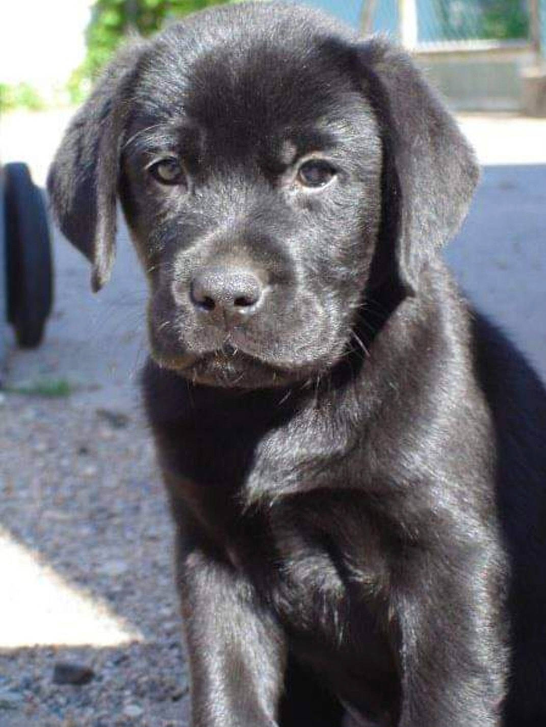 Dream a rejoint le concours — aidez-le/la à gagner de superbes lots ! borador, canidae, carnivore, companion_dog, dog, dog_breed, fur, gun_dog, hunting_dog, liver, retriever, snout, sporting_group, terrestrial_animal, whiskers, working_animal