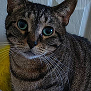 Tigerlily is registered to the contest to win money with this photo: cat, tabby, indoor, pet, close_up, green_eyes, fur, whiskers, curious, face, animal, mammal, domestic, feline, texture, wall, yellow_object, plastic_bag, clutter, portrait