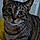Tigerlily