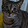cat, tabby, indoor, pet, close_up, green_eyes, fur, whiskers, curious, face, animal, mammal, domestic, feline, texture, wall, yellow_object, plastic_bag, clutter, portrait
