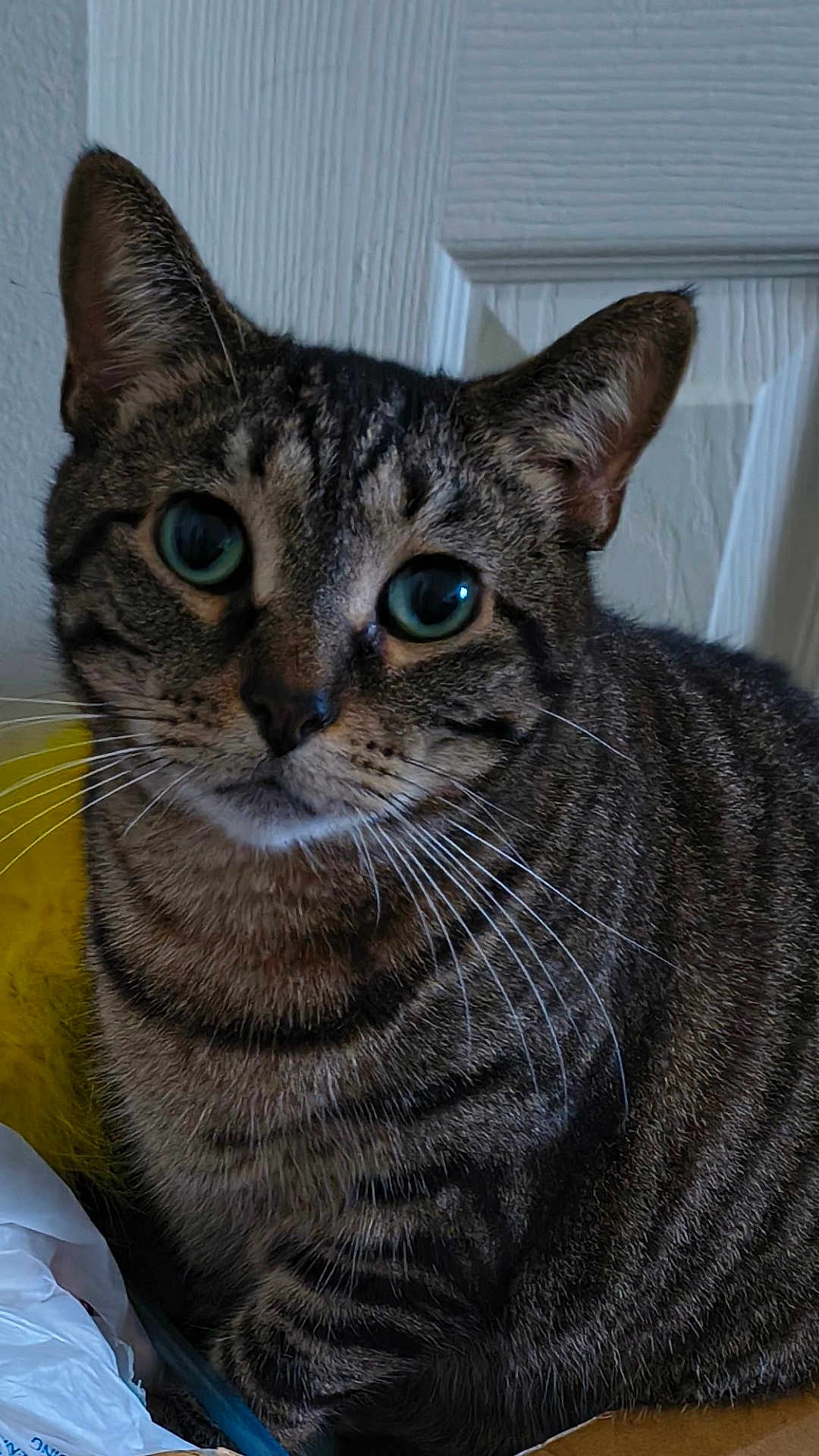 Tigerlily
