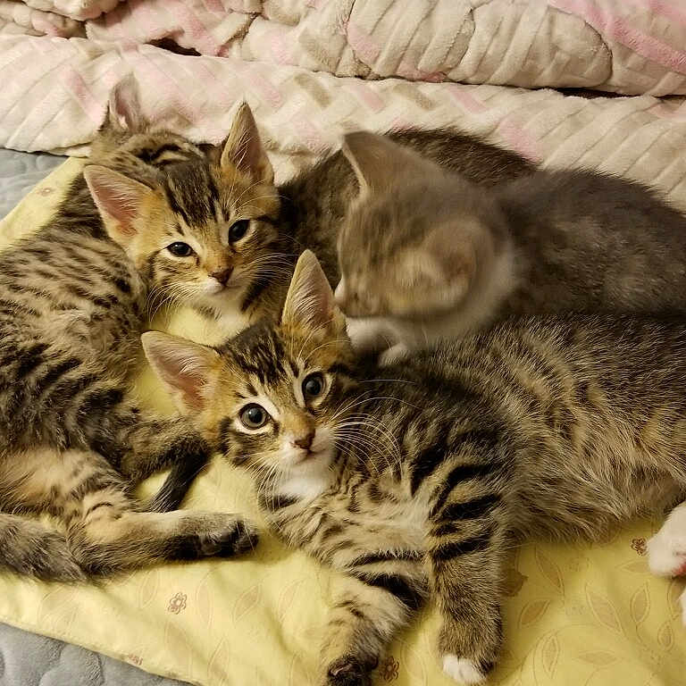 Kittens